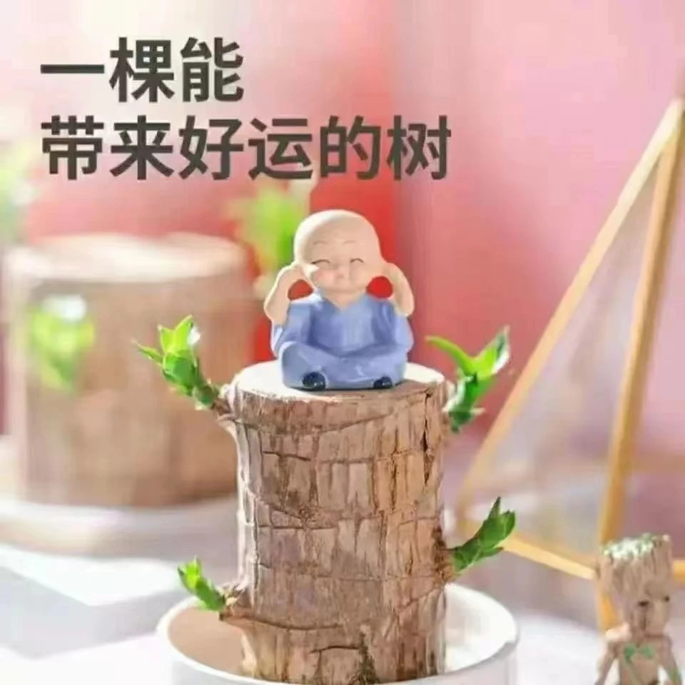 带叶巴西木开花水养格鲁特赖人绿植盆栽客厅室内懒人植物好养易活