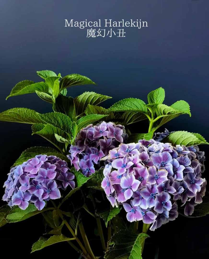 原野先生花园（魔幻小丑 5加仑 ）阳台庭院庭院花开花植物养护
