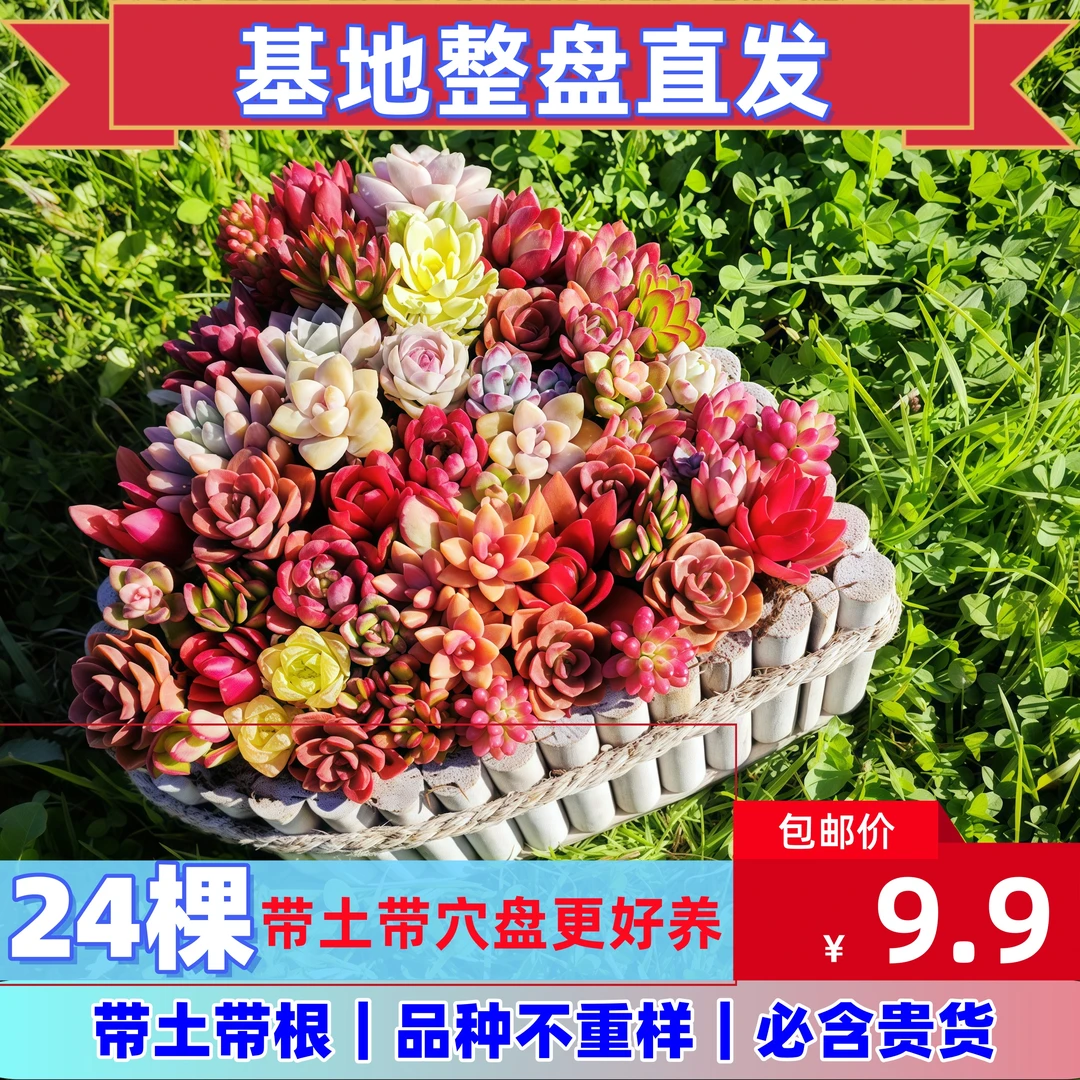 云南多肉植物稀有24颗不重复组合套餐基地批发简单易养适合新手
