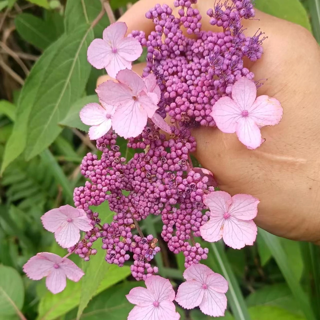 聚八仙又名琼花一物一拍