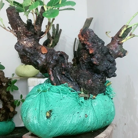 杜鹃花卉阳****地杜鹃盆景树