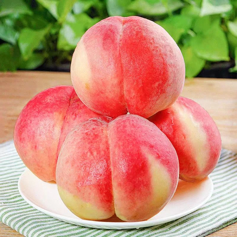 时令水果】新鲜水蜜桃现摘水果脆甜脆桃毛桃新鲜大桃子现摘现发0