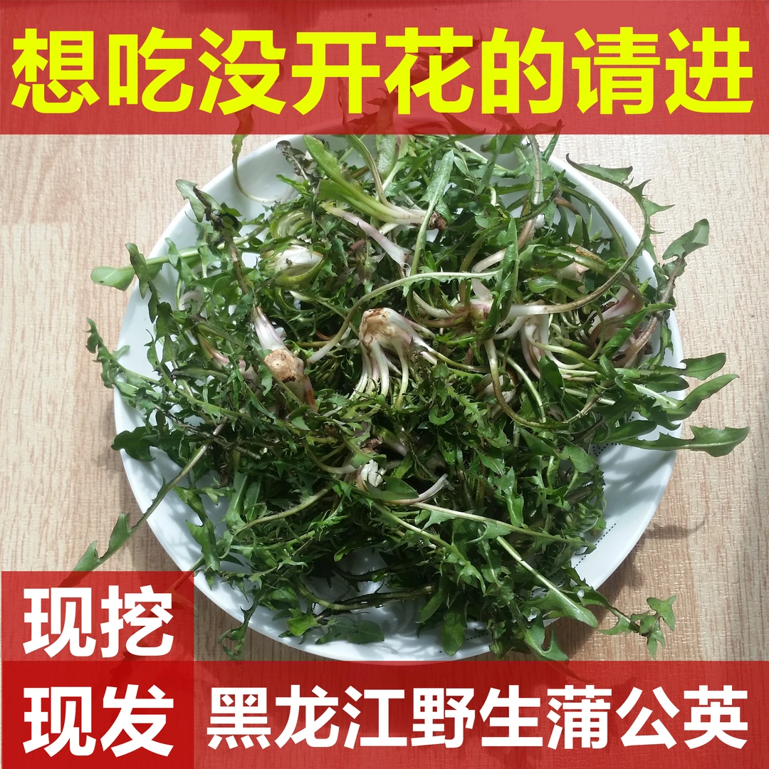东北特产野地纯野生婆婆丁蒲公英山野菜新鲜蘸酱菜新鲜采摘农产品