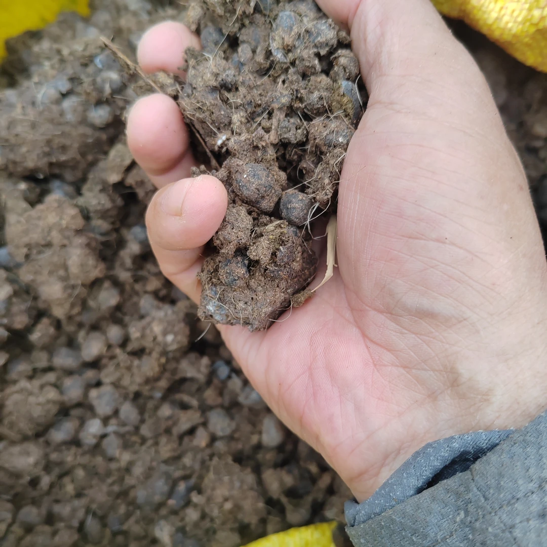 高海拔清留果消留藤云南山货土特产