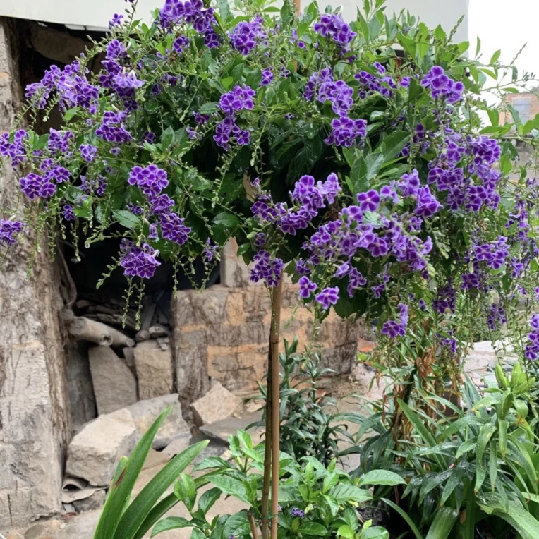 老桩蕾丝金露花【棒棒糖形带花苞】连翘巧克力