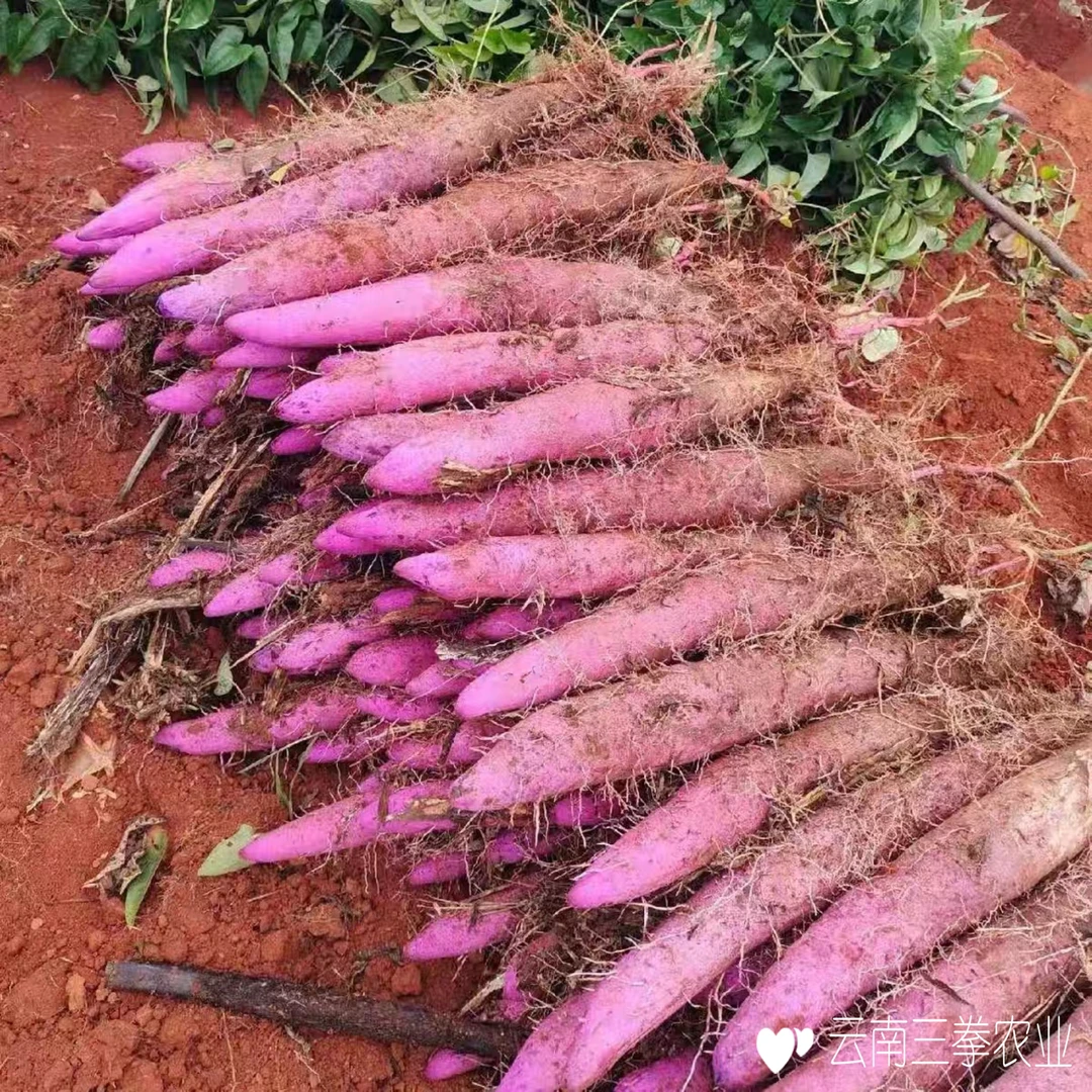 云南高山新鲜紫山药 紫玉淮山农家自种 现挖现发 普通快递