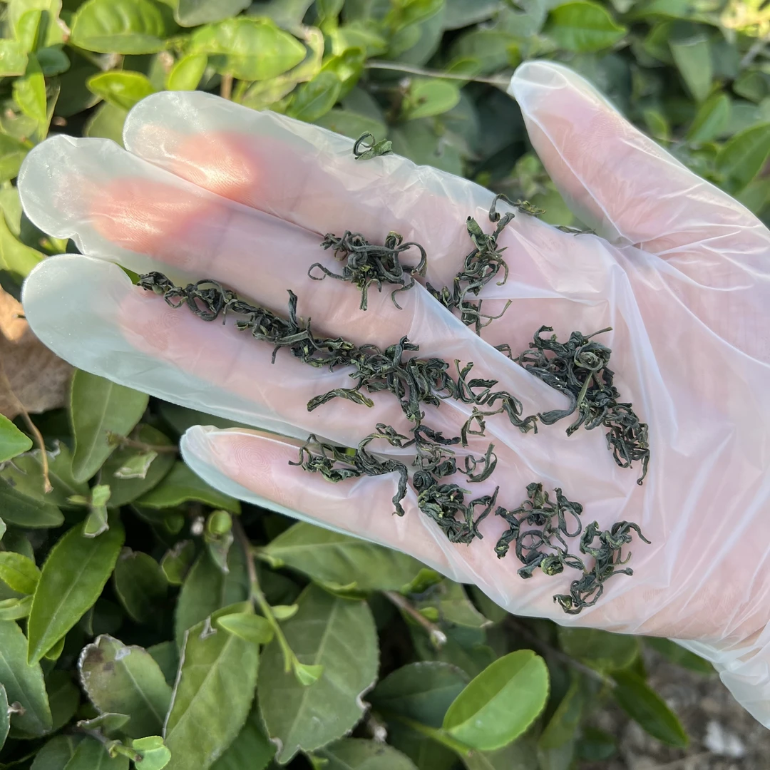 雲松山日照绿茶四月下旬豌豆香春茶三号