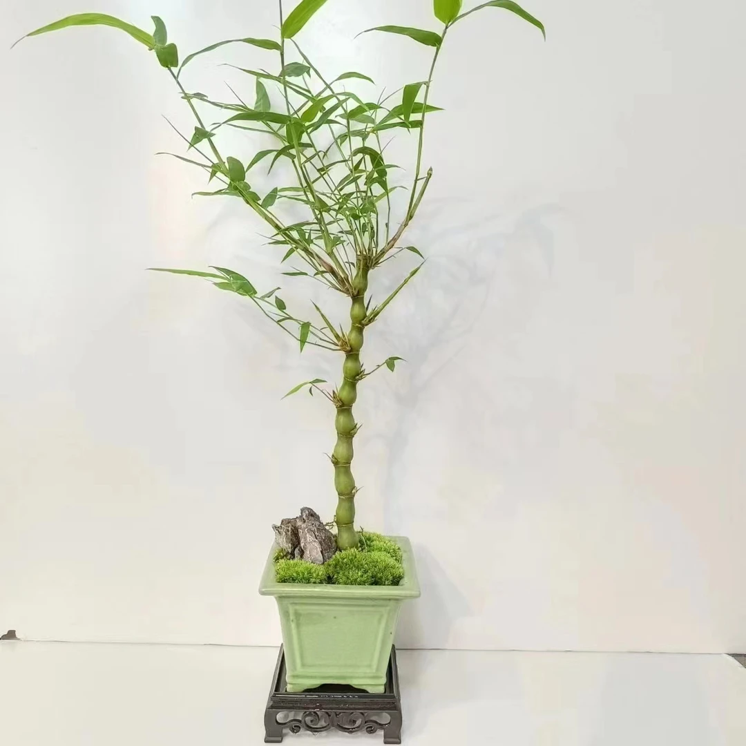 翡翠绿佛肚竹绿植盆栽佛肚竹盆栽夏天养护南北方种植种养