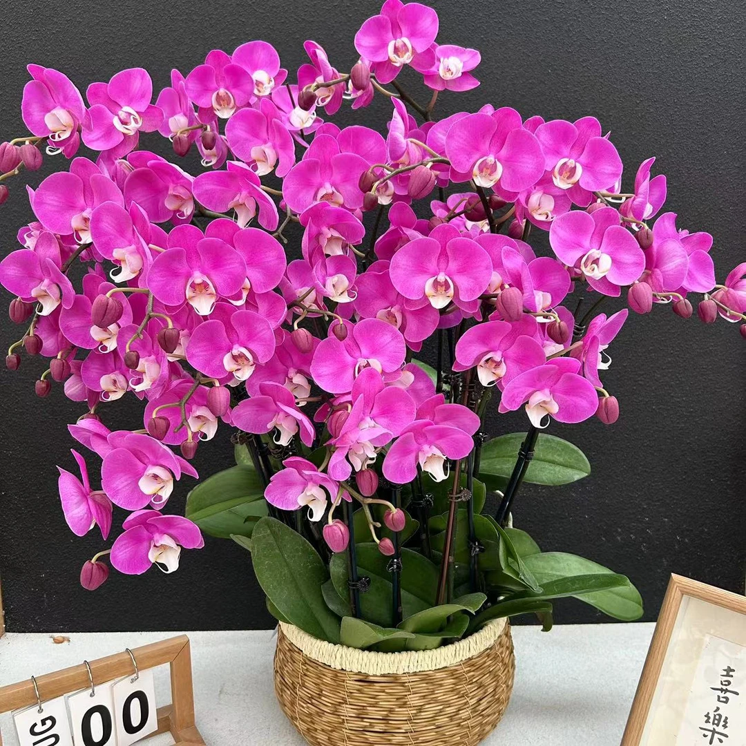 甄选（紫罗兰）蝴蝶兰花卉鲜花高雅轻奢唯美高级盆栽观花绿色美观