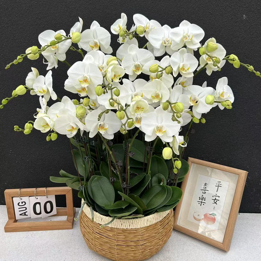 《剑桥》蝴蝶兰   鲜花室内长花期高端花卉