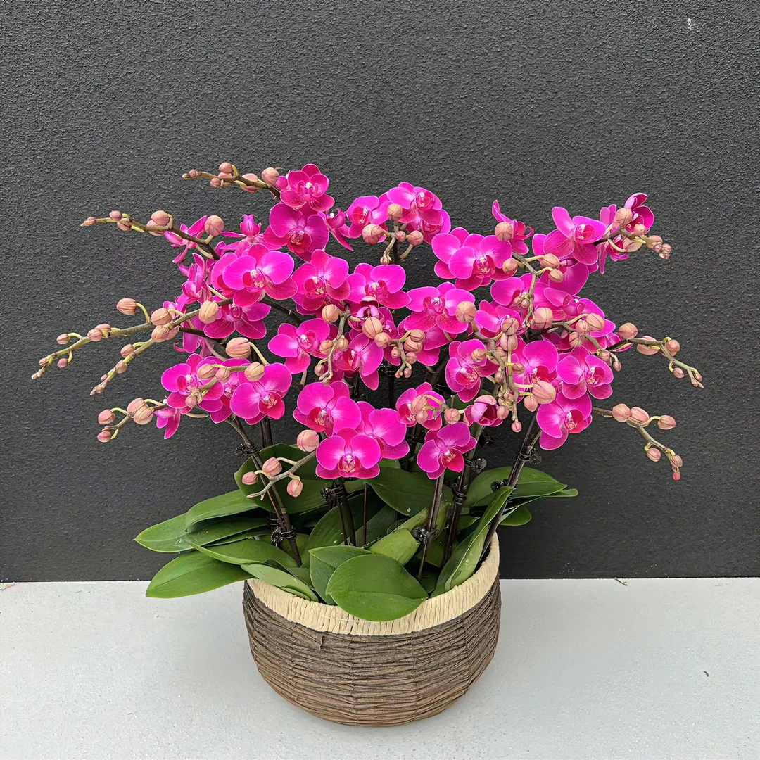 蝴蝶兰《幸福仙女》鲜花高雅盆栽室内真花开花发货紫红色花卉养兰