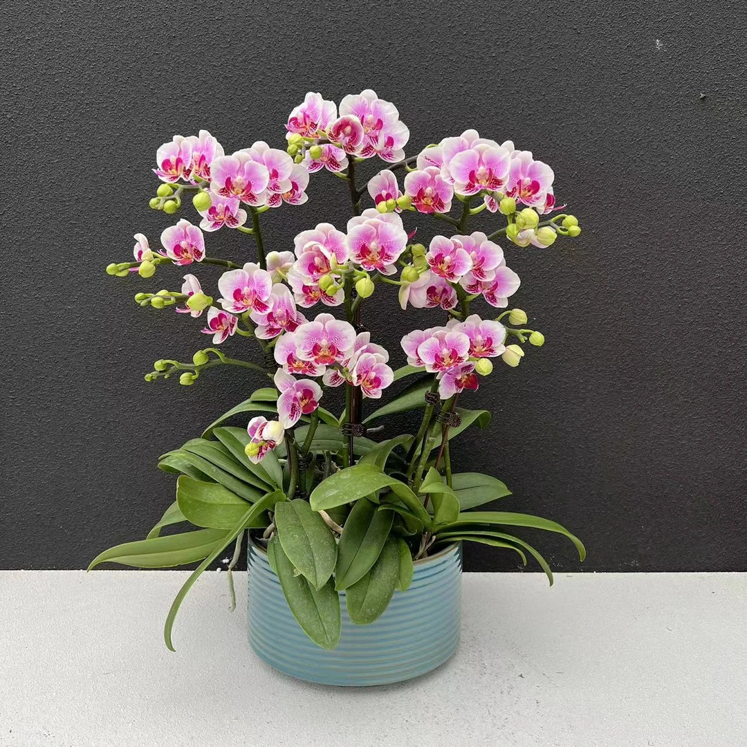 蝴蝶兰《小桃红》鲜花高雅盆栽室内真花开花发货粉色花卉养兰 送礼