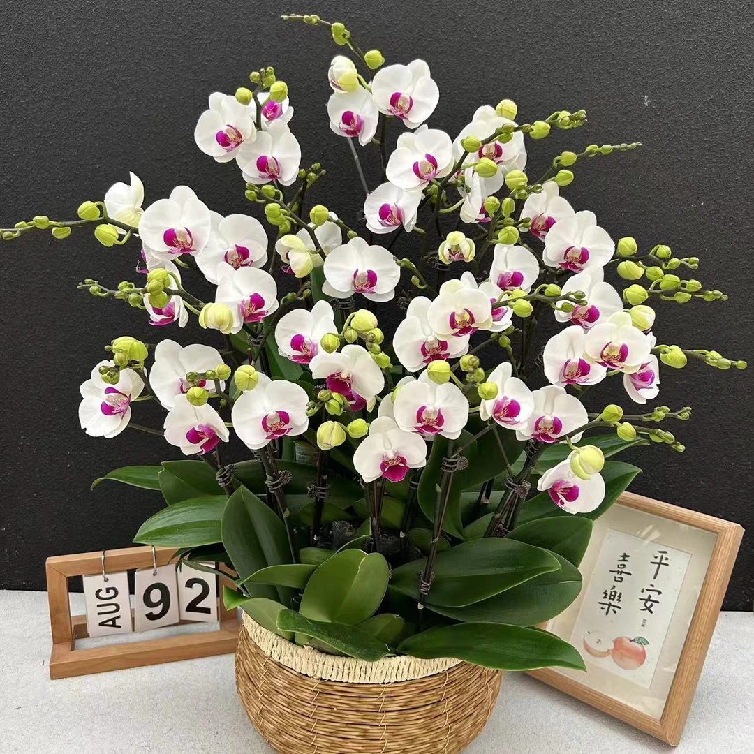 蝴蝶兰《雪玉》鲜花高雅盆栽室内真花开花发货 经典品种 花期长好养