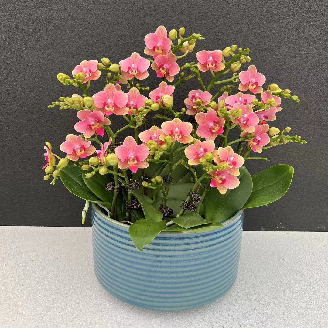 （番石榴）蝴蝶兰花卉鲜活高雅轻奢简易栽培观花粉色花卉开花发货