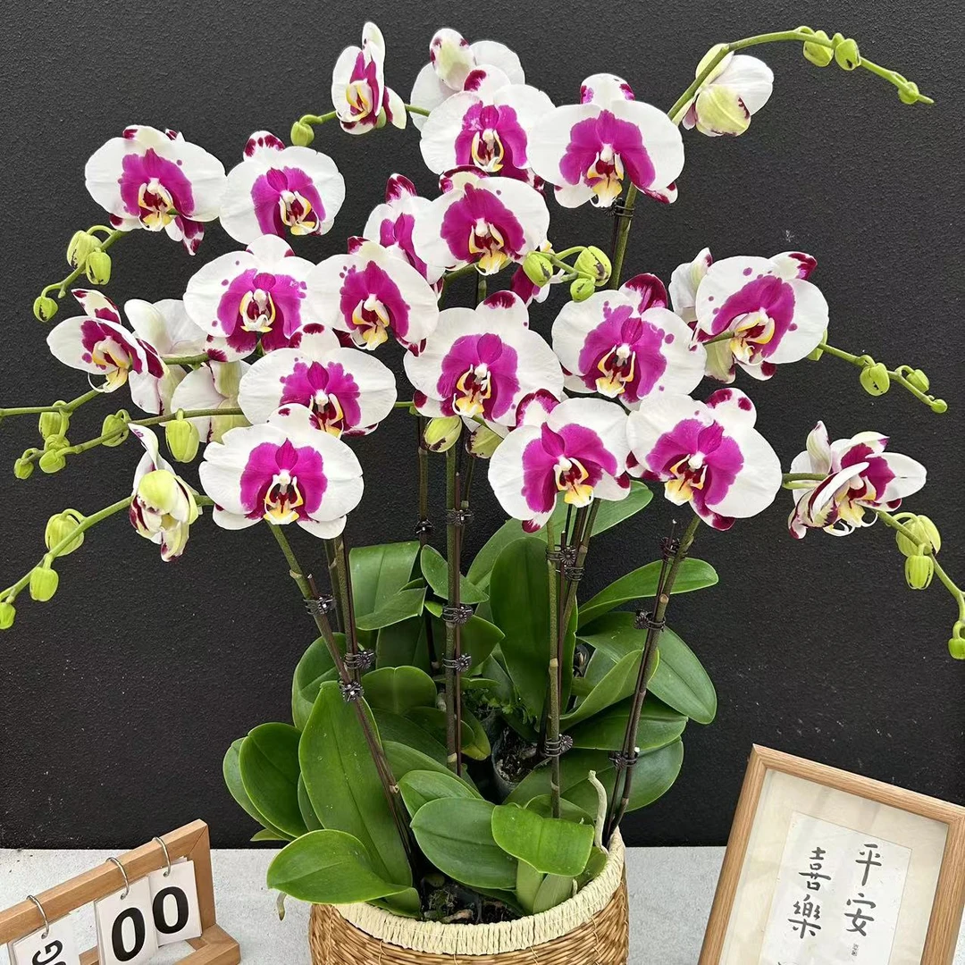 不语园艺 大熊猫蝴蝶兰 鲜花唯美高级盆栽观花绿色美观开花真花