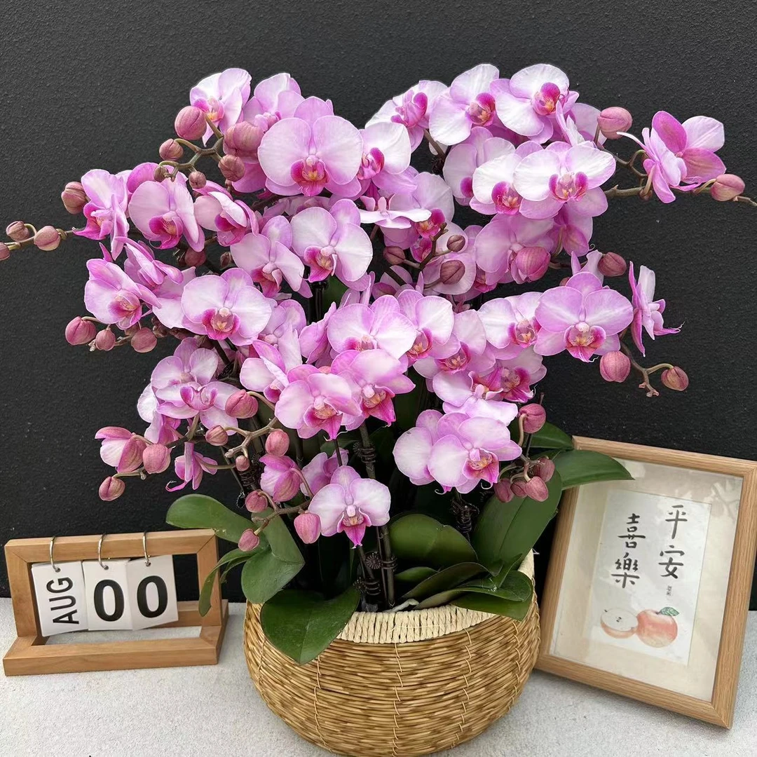 蝴蝶兰《豆蔻佳人》鲜花高雅盆栽室内真花开花发货粉紫花卉养兰
