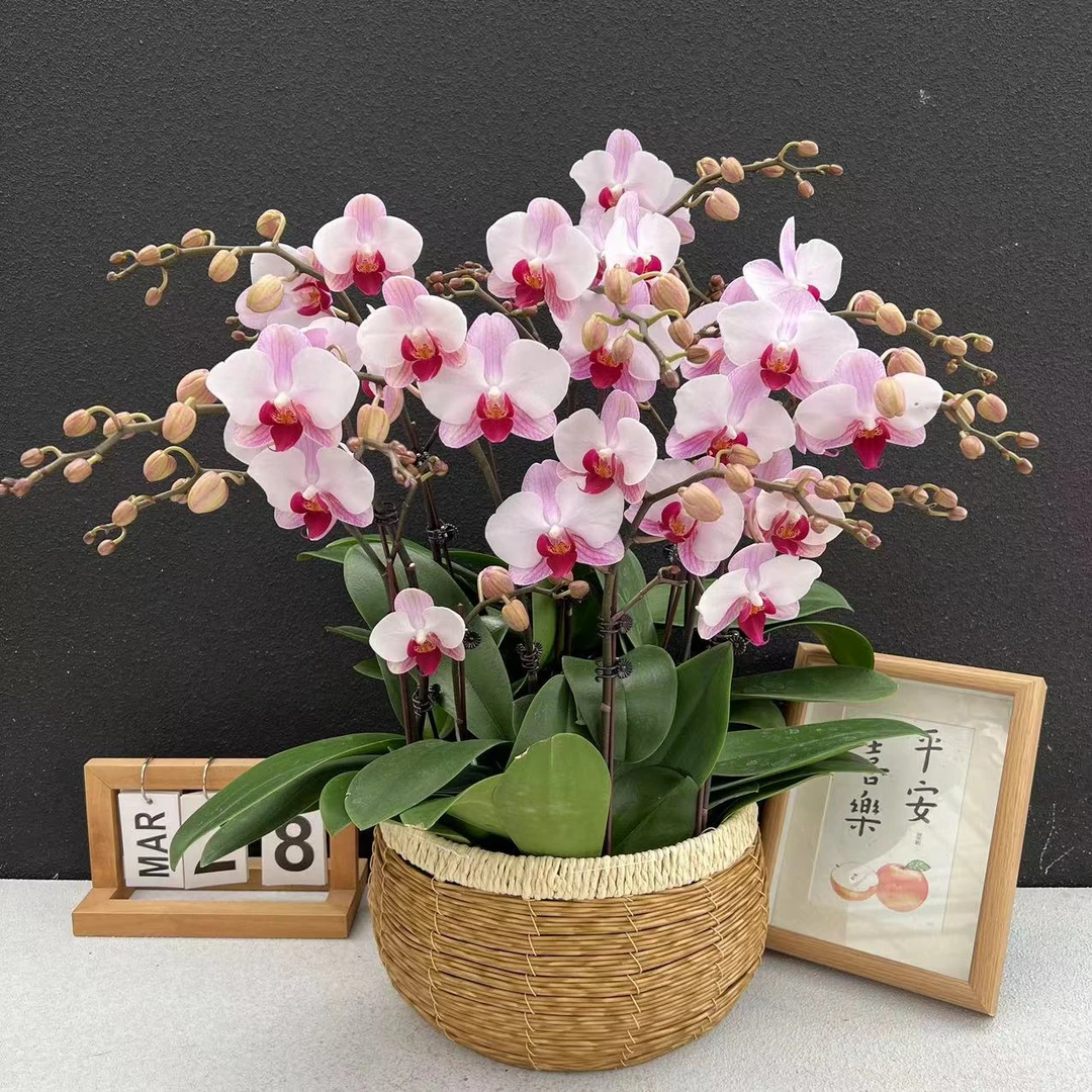 《粉钻石》蝴蝶兰 鲜花室内长花期高端花卉