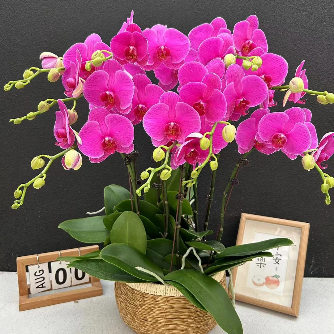 《恭喜发财》蝴蝶兰    鲜花室内长花期高端花卉