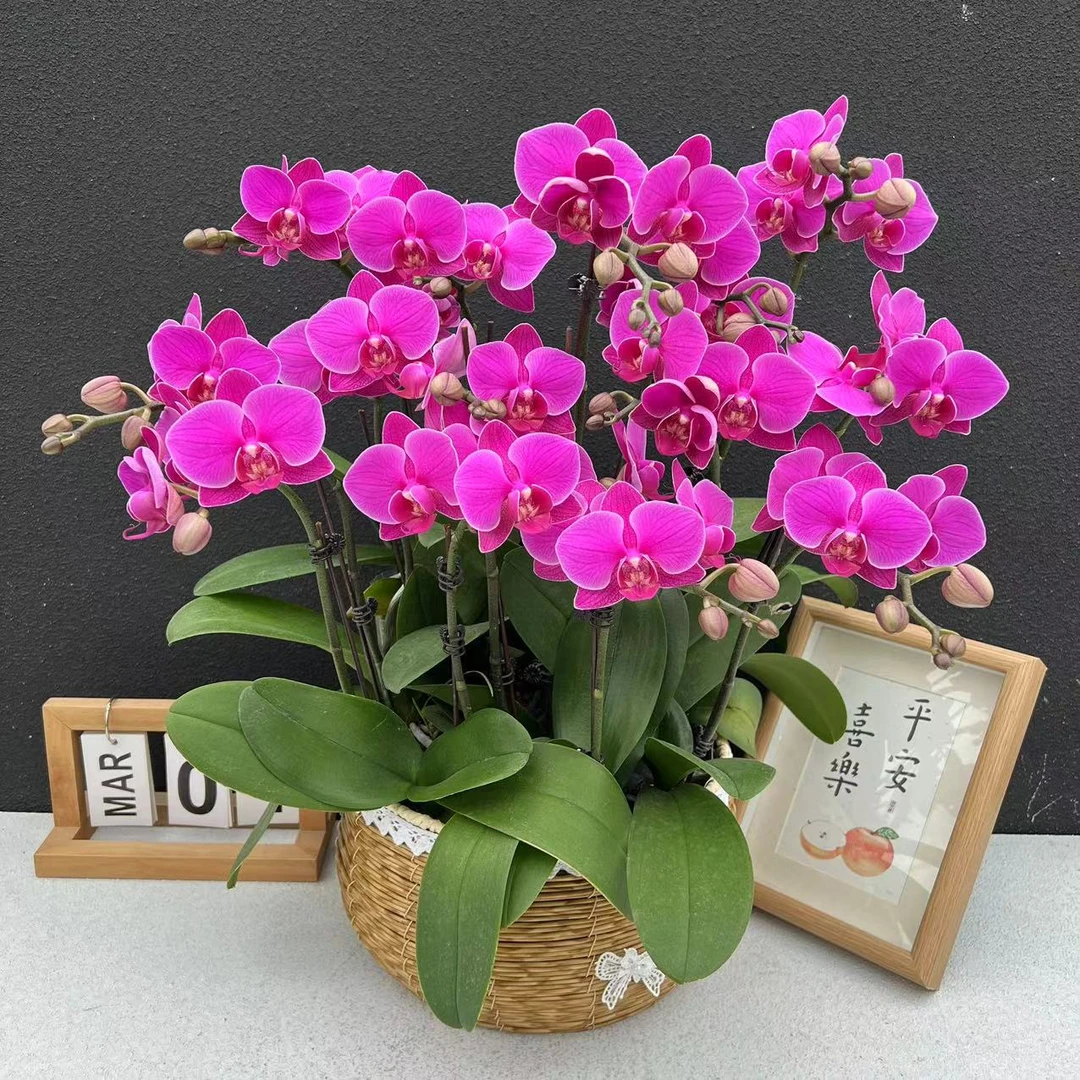 《福星》蝴蝶兰     鲜花室内长花期高端花卉