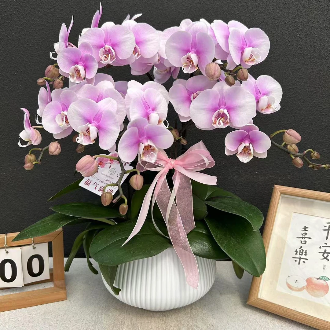 甄选（粉荔枝）蝴蝶兰花卉鲜花高雅轻奢唯美高级盆栽观花绿色美观