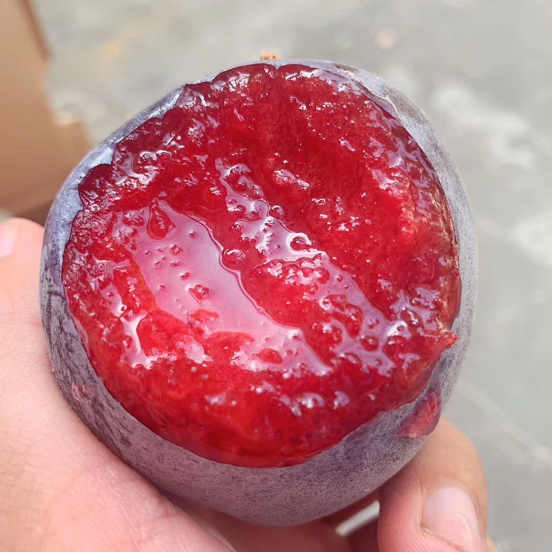 美国恐龙蛋李子树苗特大早熟嫁接李子苗南方北方种植红肉