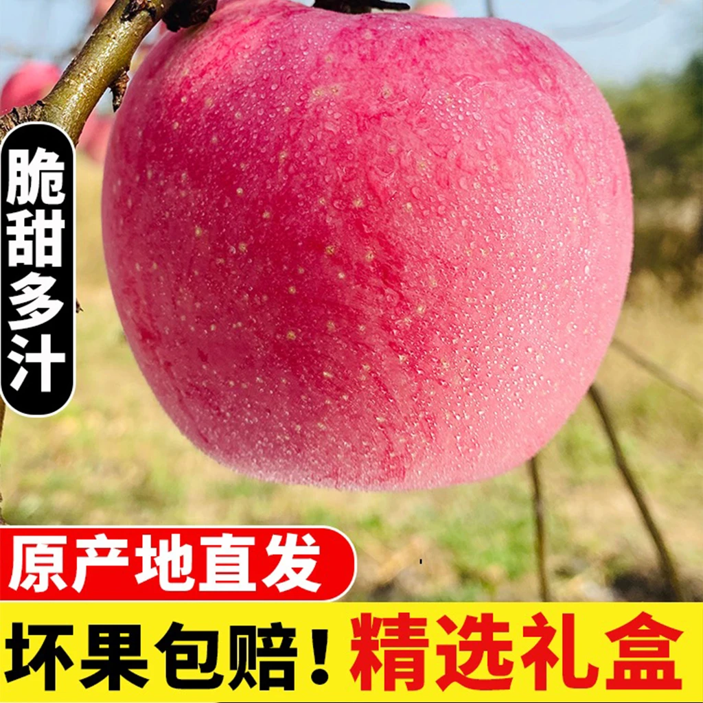 东方甄选高山苹果 脆粉兼具 坏果包赔老人天然香甜细腻肉厚果香