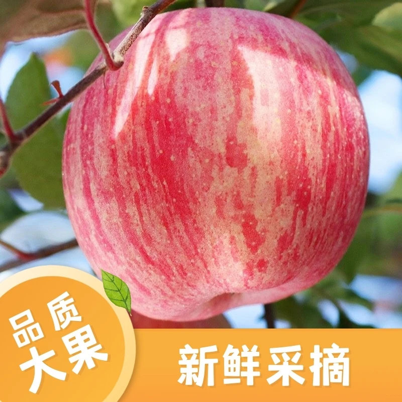 正宗山西红富士苹果现摘现发当季新鲜脆甜营养水果原产地不打腊