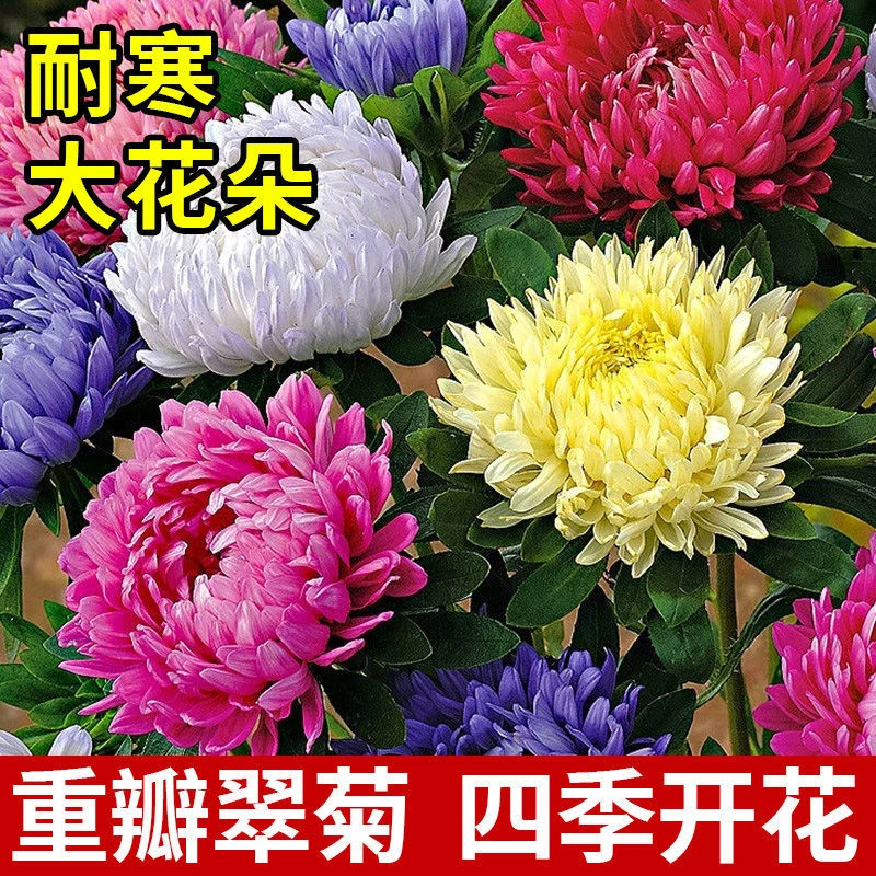 翠菊种子大花庭院种植四季开花室内外阳台盆栽菊花种