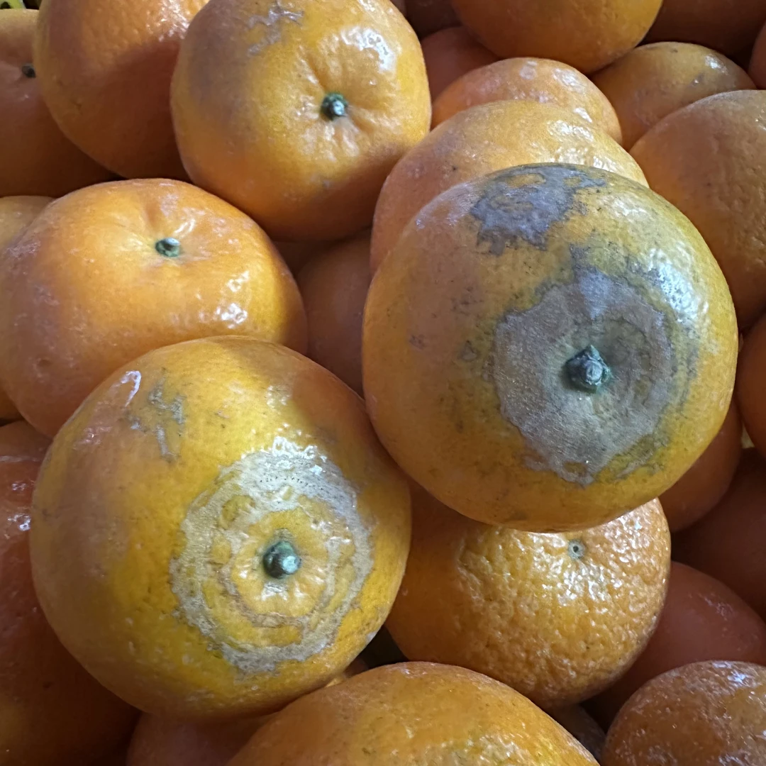 花皮沃柑果外观不好看脆甜不清洗不泡保鲜不打蜡带石灰发货3斤5斤