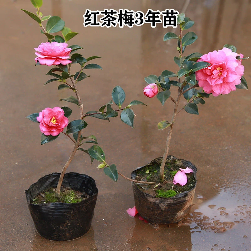 粉色茶梅冬季开花耐寒耐旱花园别墅庭院栽种耐冻茶梅（粉丝福利）