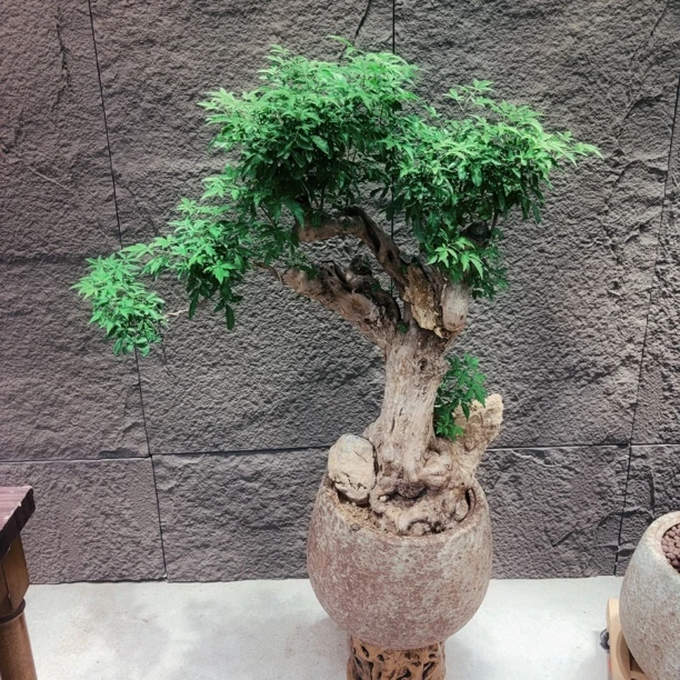 海岛黄荆绿植盆景，百年抱石老根桩，黄荆抱石家境殷实