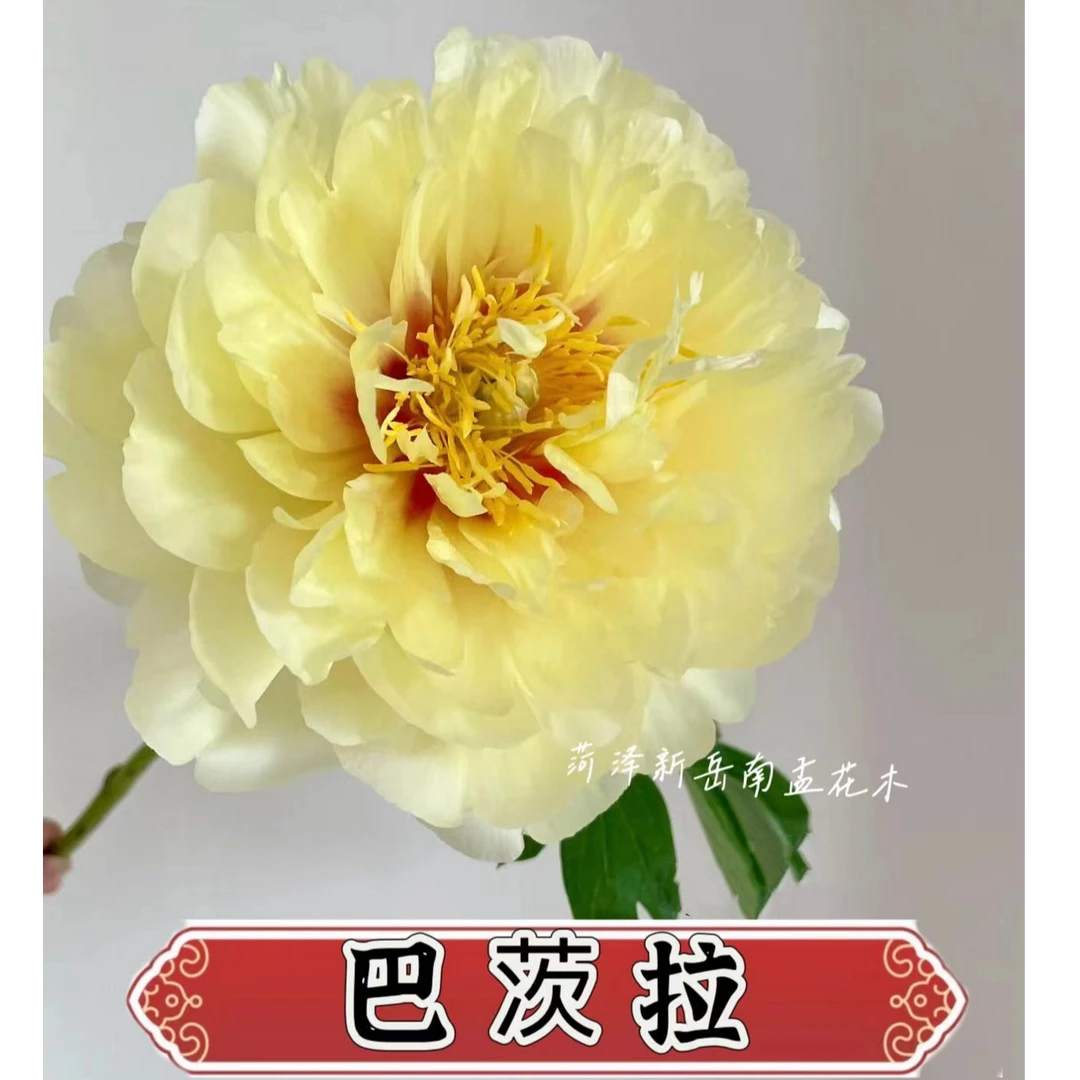 【芭茨拉】带芽芍药苗 重瓣芍药花苗 现挖现发 基地直发