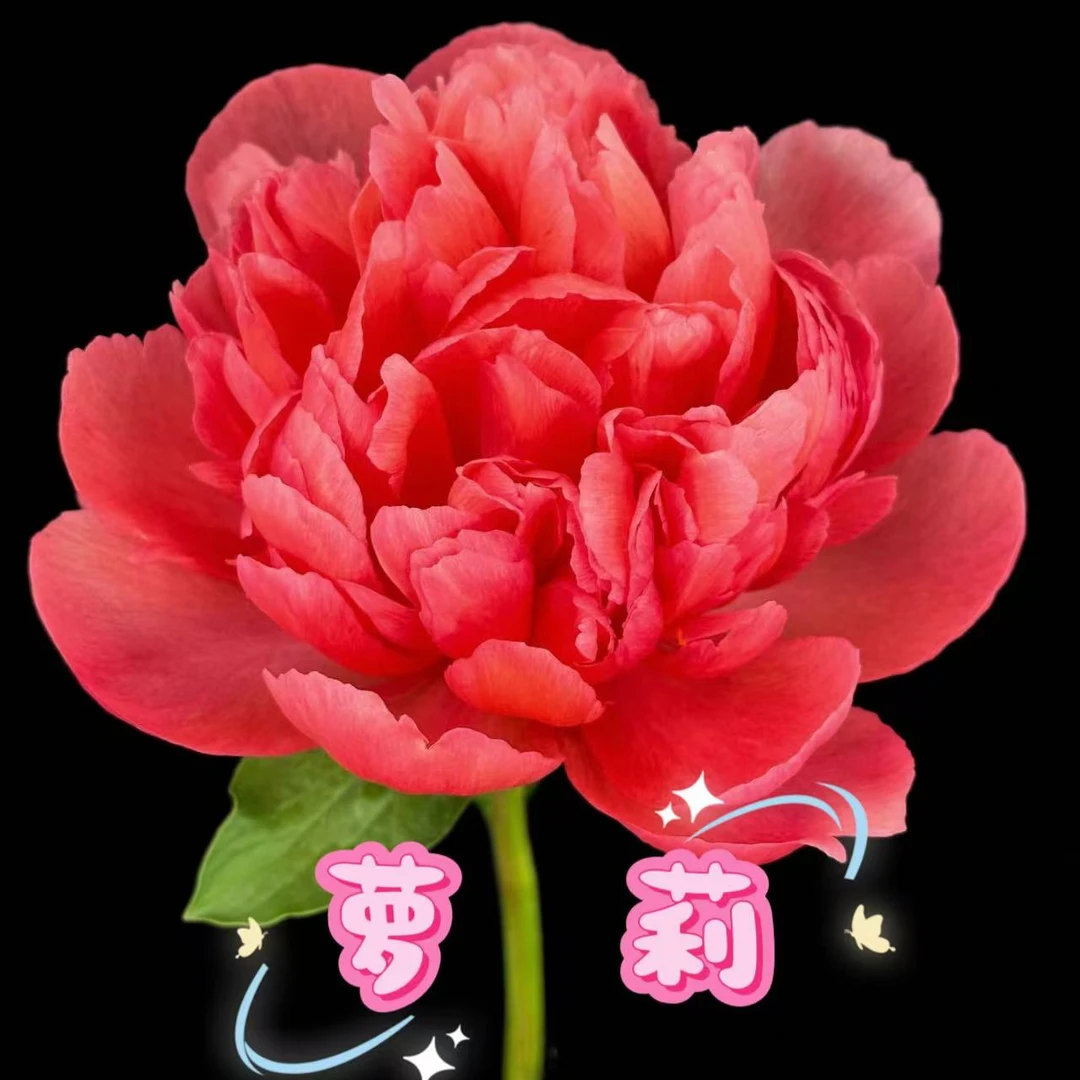 【萝莉】进口芍药根