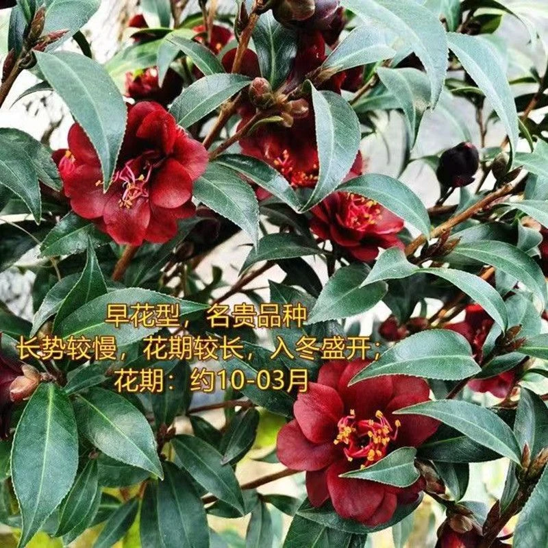 【黑骑士】【福利苗268棵售完即止】山茶花盆栽名贵品种庭院绿植茶花
