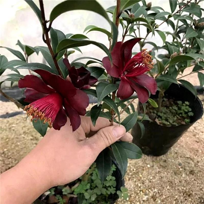 【黑骑士】福利款特价100棵售完即止黑色系山茶花黑骑士无花赏叶款