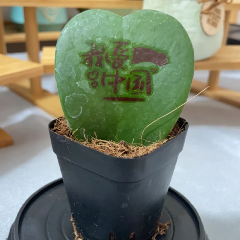 一片心植物又名心形球兰办公绿植造型摆台，多肉，植物空气氧化绿化