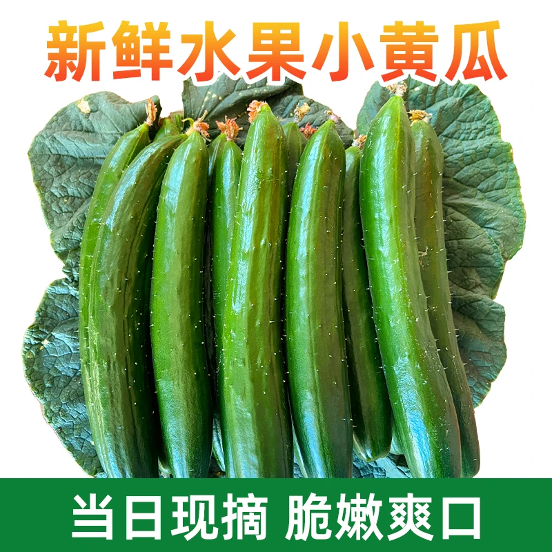 【口感脆甜】24年头茬新鲜老品种水果黄瓜生吃凉拌产地直发鲜嫩皮薄