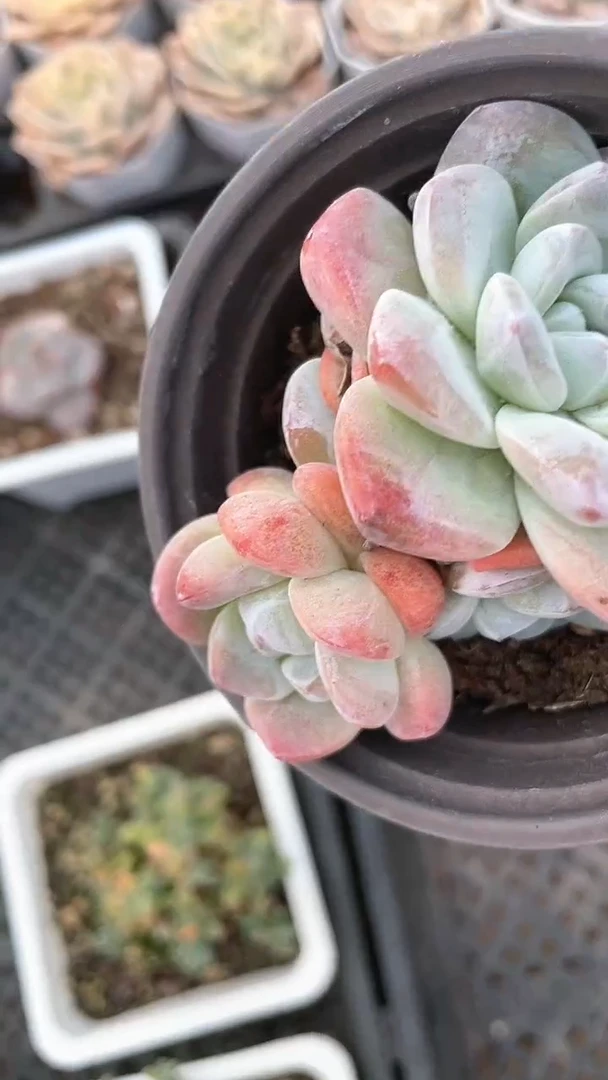 【闪购商品】90盆老冰玉多肉