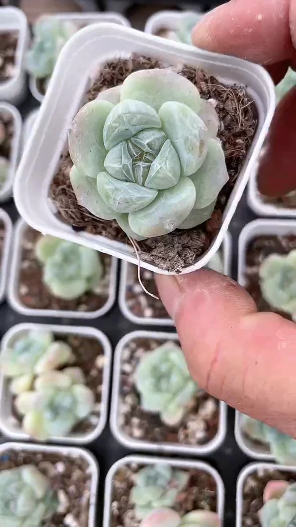 【闪购商品】五方冰玉单双多肉