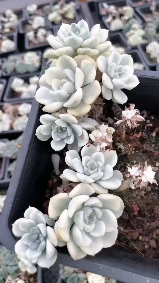 【闪购商品】十二方丁克贝尔锦多肉