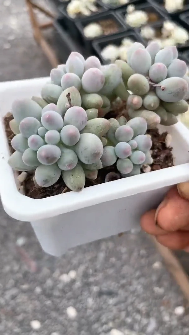【闪购商品】十方婴儿手指群生多肉