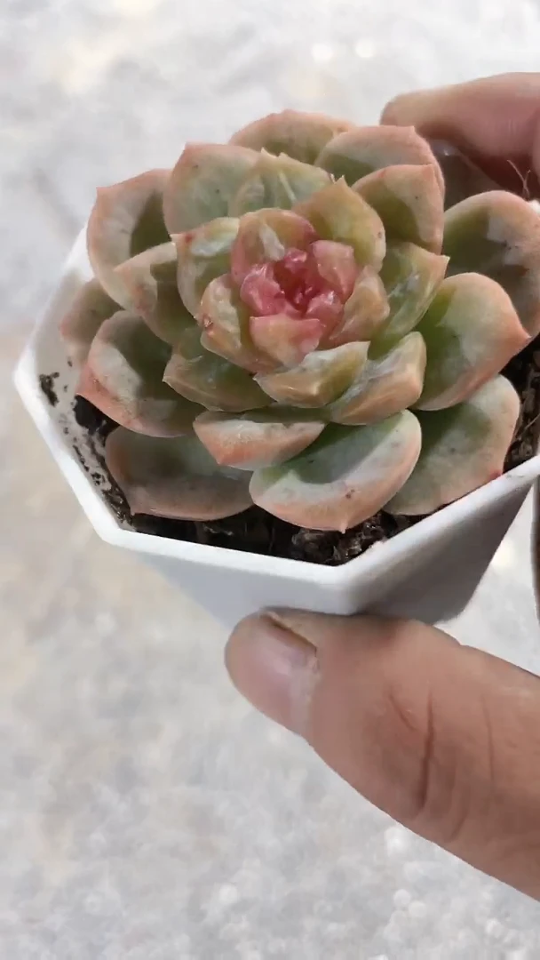 【闪购商品】八角杯梦幻泡影单头多肉