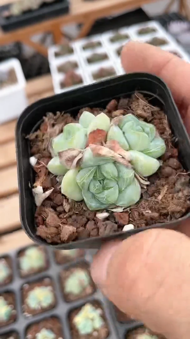 【闪购商品】65盆冰玉三头多肉