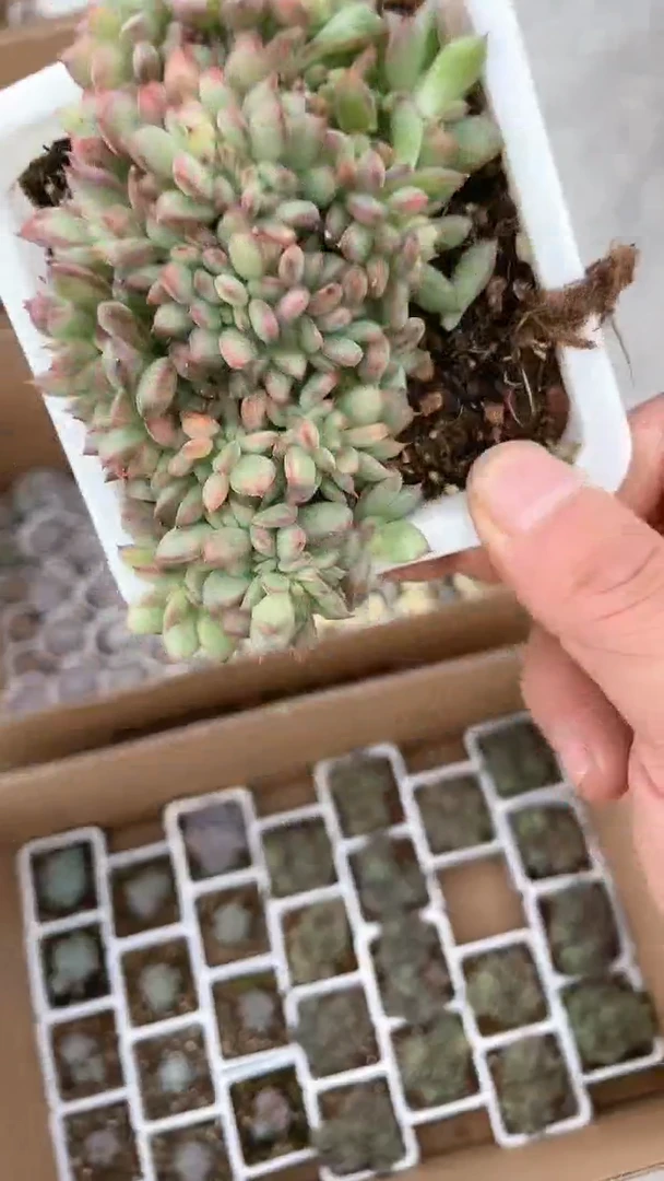 【闪购商品】十方火烈鸟缀化多肉