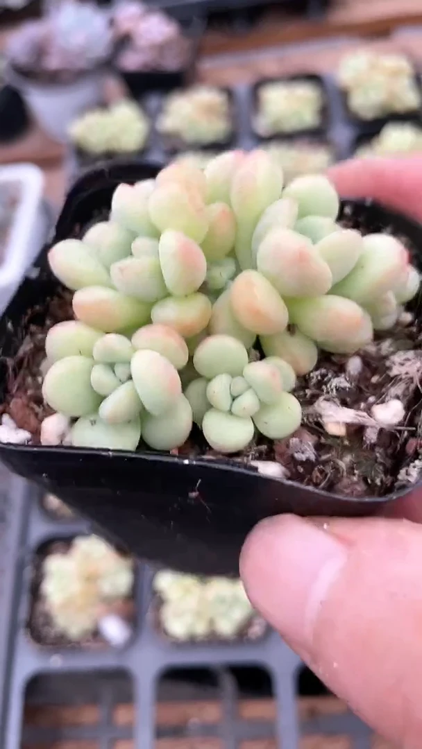【闪购商品】65盆泡泡糖群生多肉