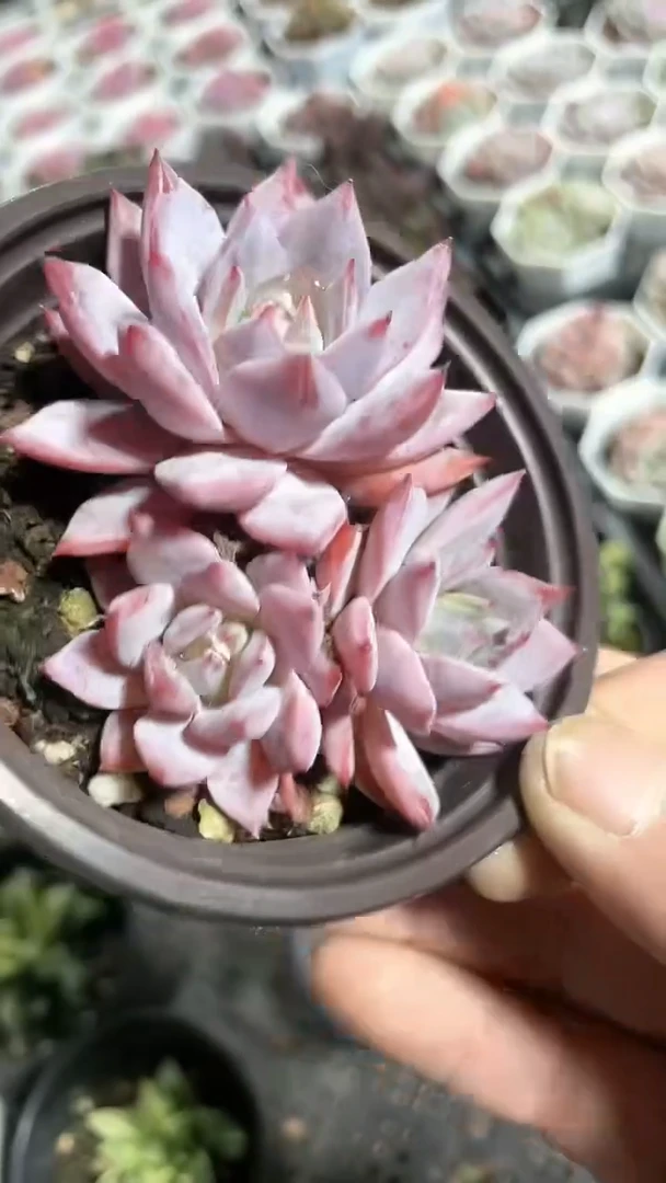 【闪购商品】90盆粉蓝鸟三头多肉