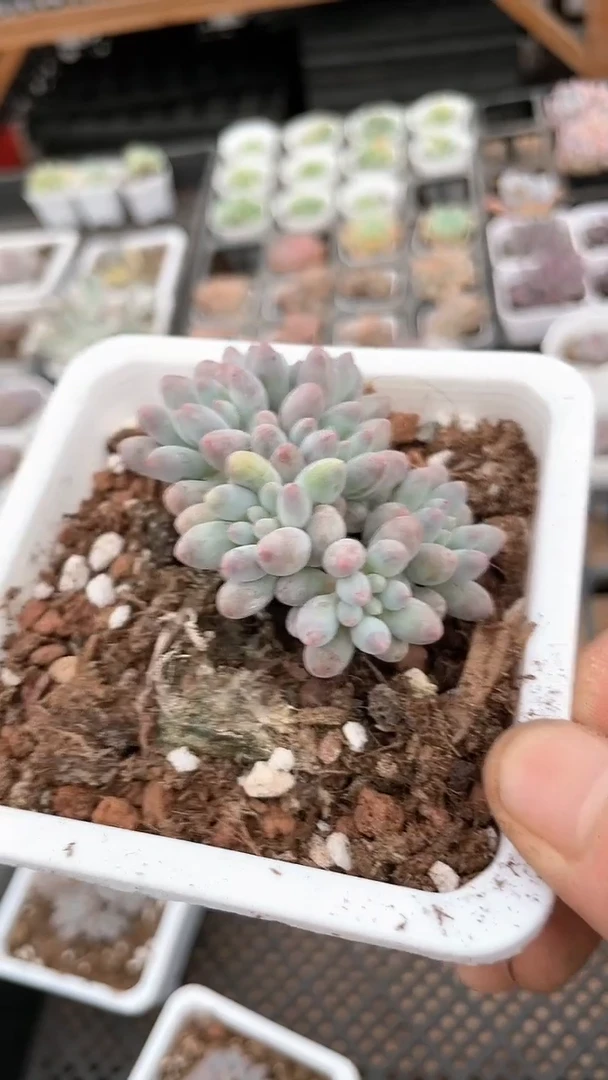 【闪购商品】十方杯婴儿手指群生多肉