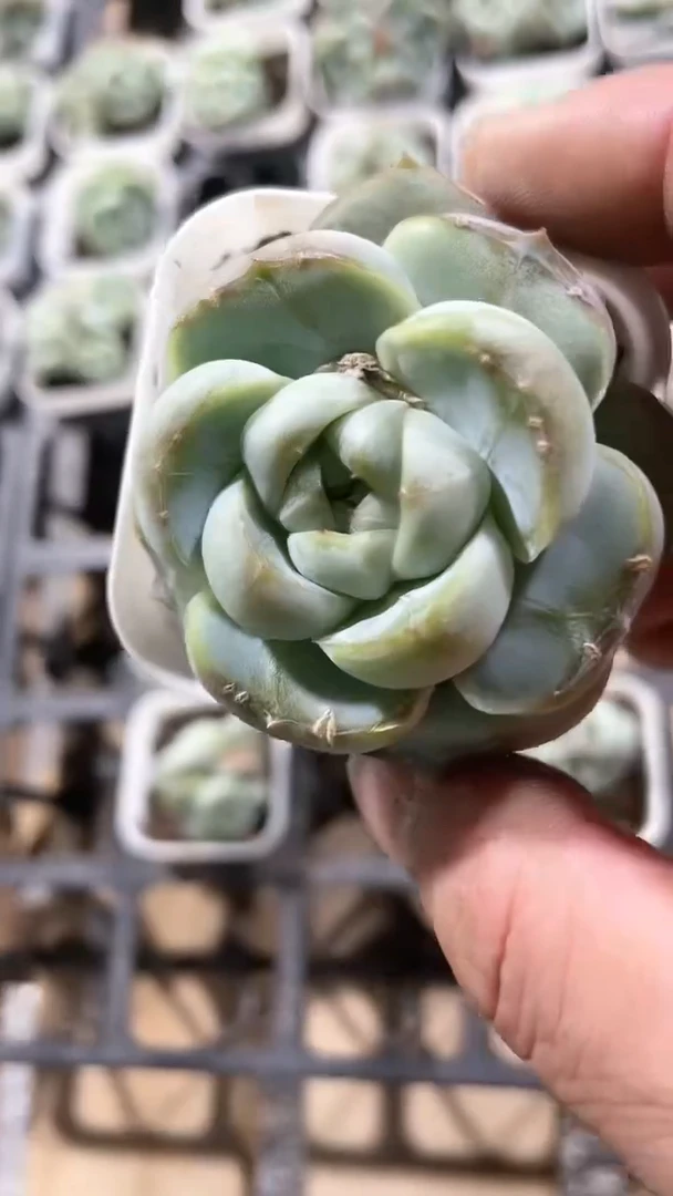 【闪购商品】五方胖虎单双多肉