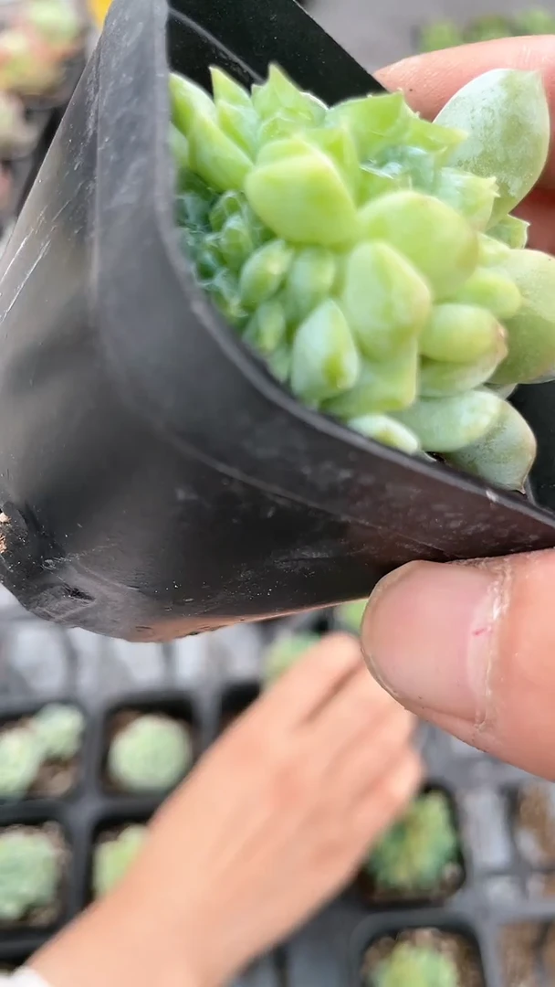 【闪购商品】556多肉