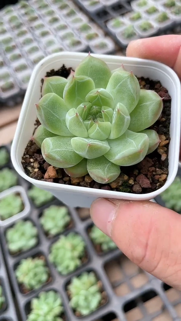 【闪购商品】65盆雪花珍妮多肉